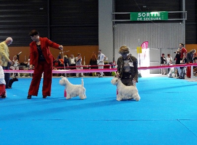 des vents d'Eole - ELVIS AU CHAMPIONNAT DE FRANCE