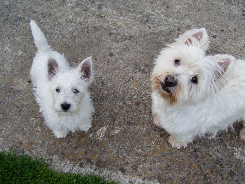 Cassie du manoir de bertinghen