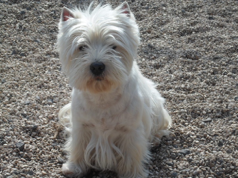 Elvis of madison cottage